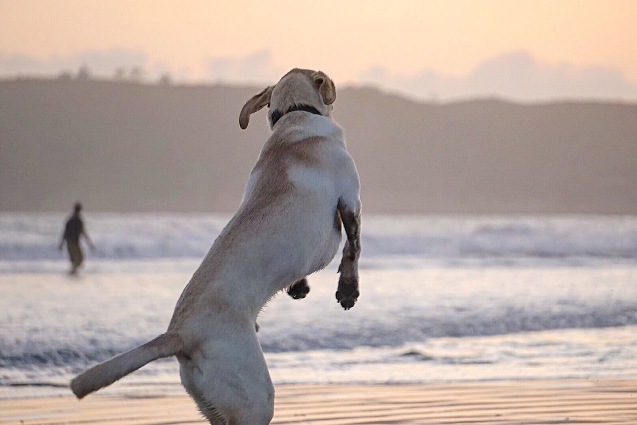 Side view of dog rearing up on shore