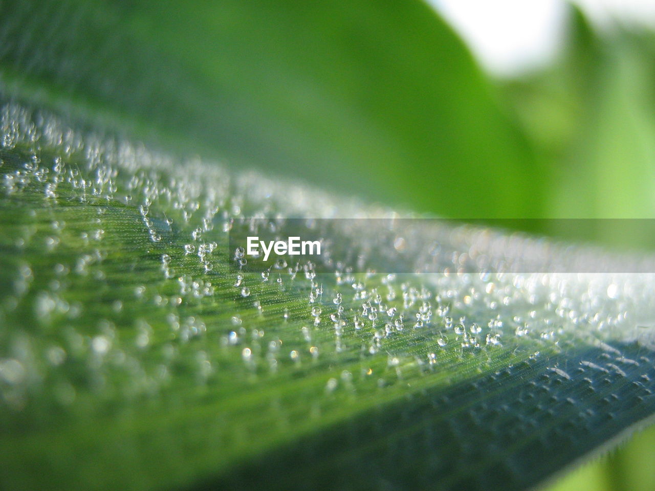 CLOSE-UP OF SPIDER WEB ON WET LEAF