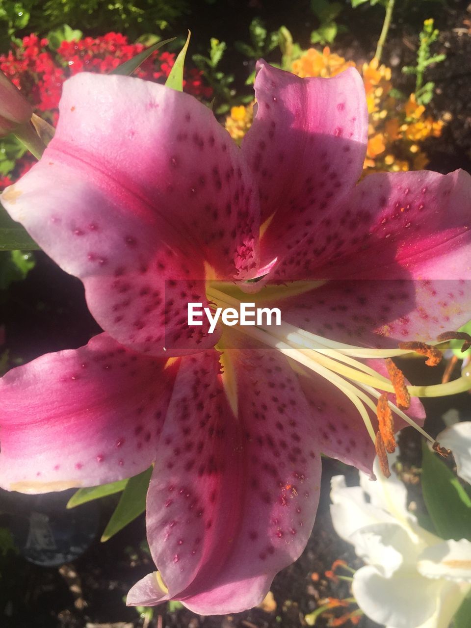 CLOSE-UP OF PINK FLOWER TREE