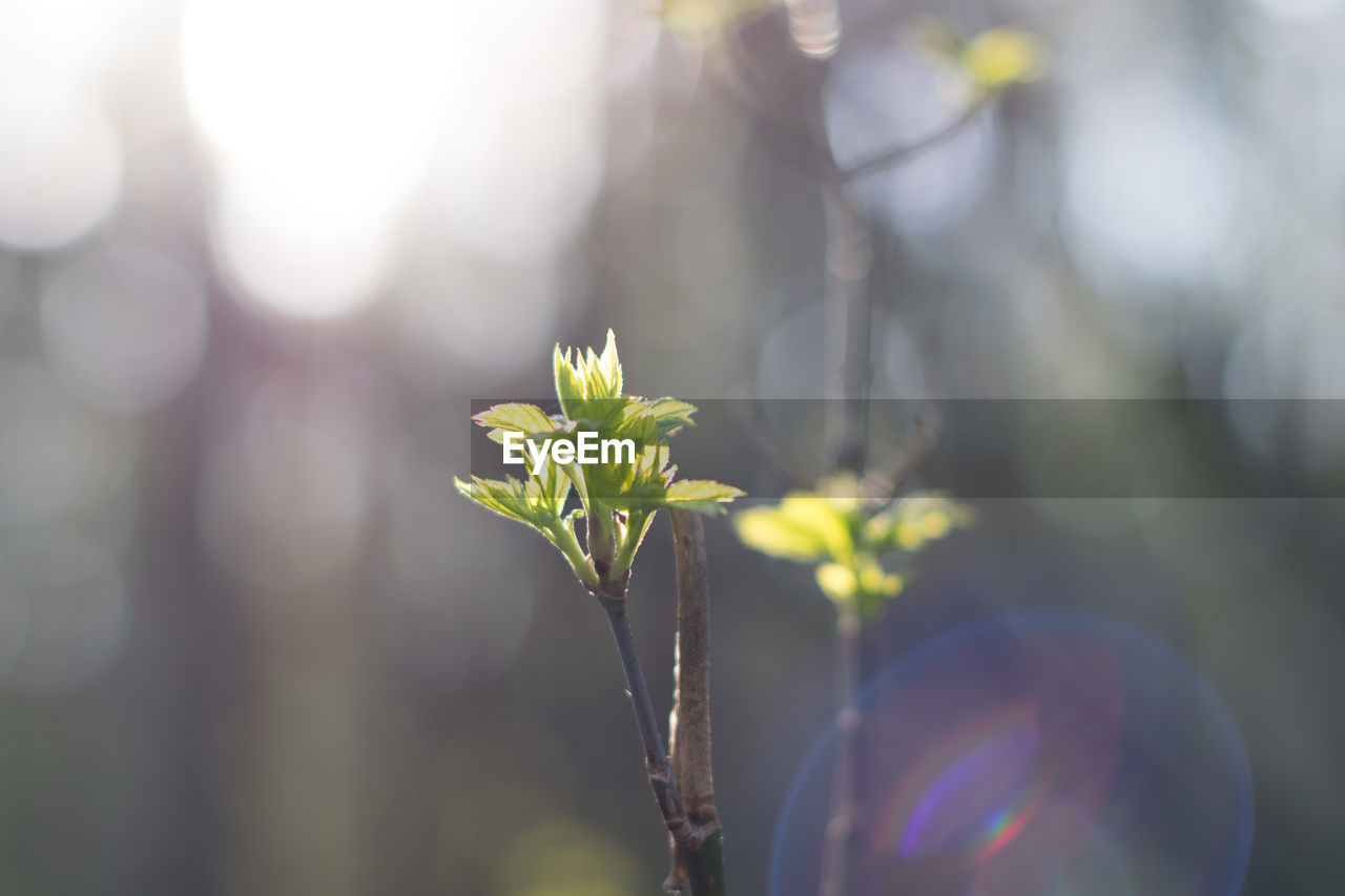 Close-up of flower against blurred background