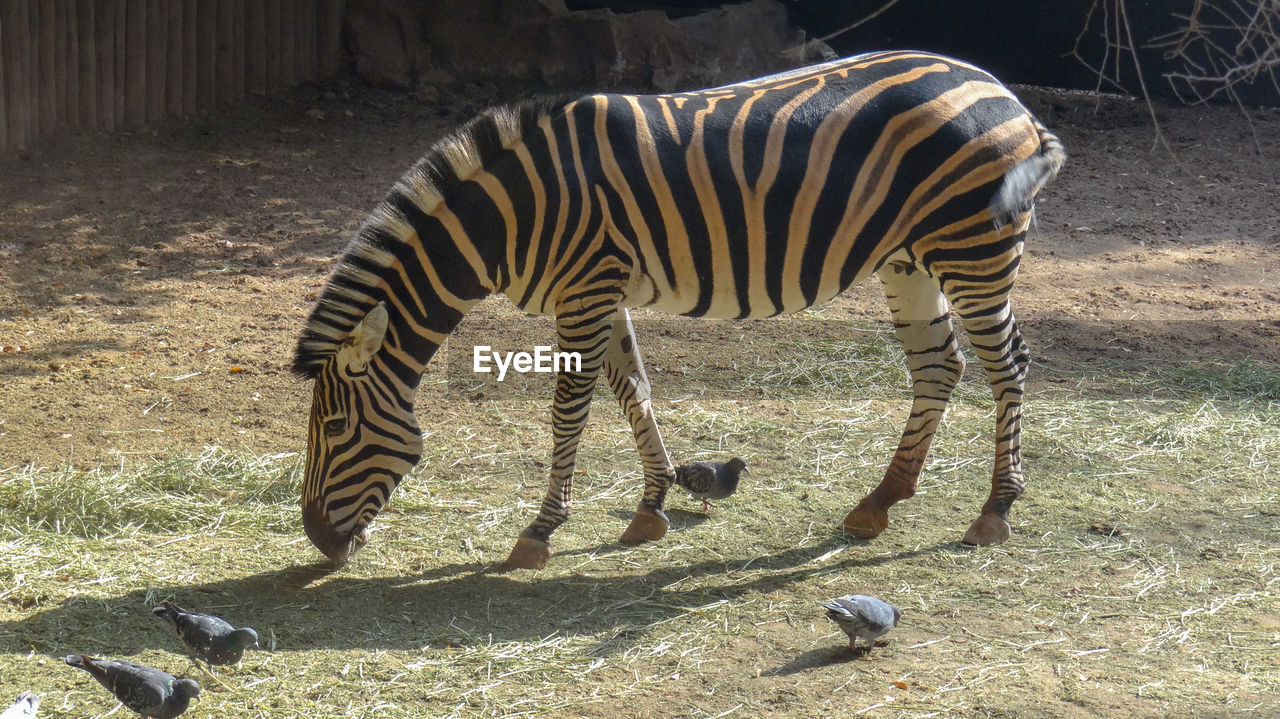 Zebras in a zoo