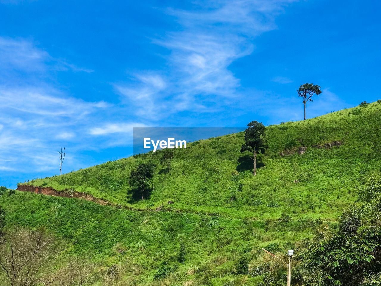 LOW ANGLE VIEW OF TREES ON LANDSCAPE AGAINST SKY