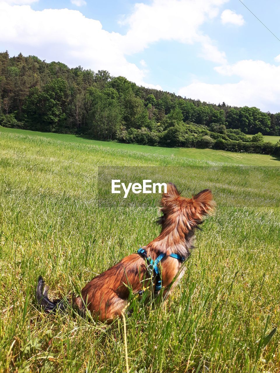 BROWN DOG ON FIELD AGAINST SKY