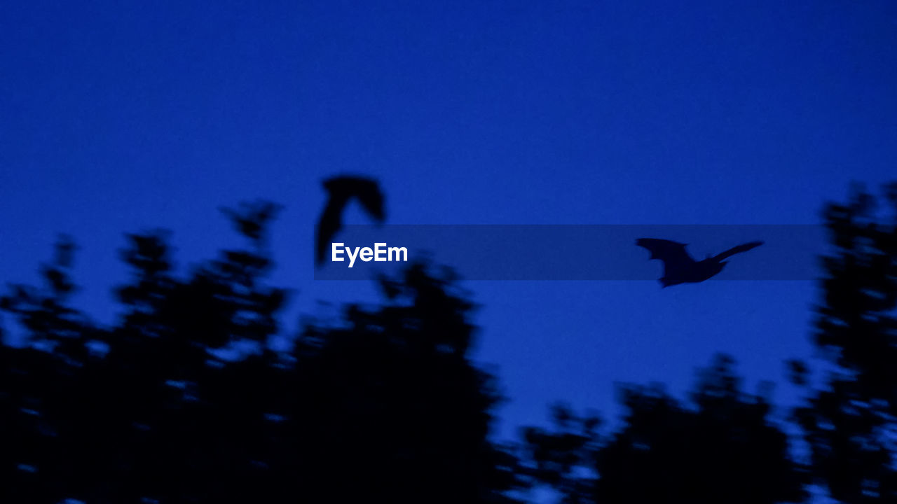 LOW ANGLE VIEW OF SILHOUETTE BIRDS FLYING IN SKY