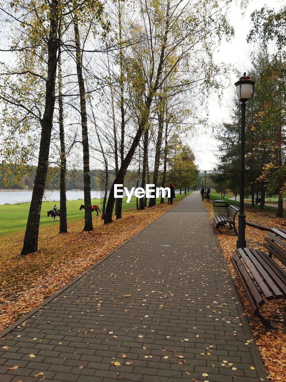 Street amidst trees in park during autumn