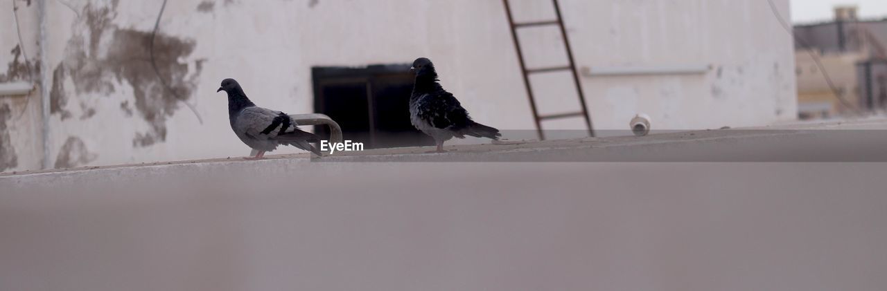 CLOSE-UP OF BIRD PERCHING ON WALL