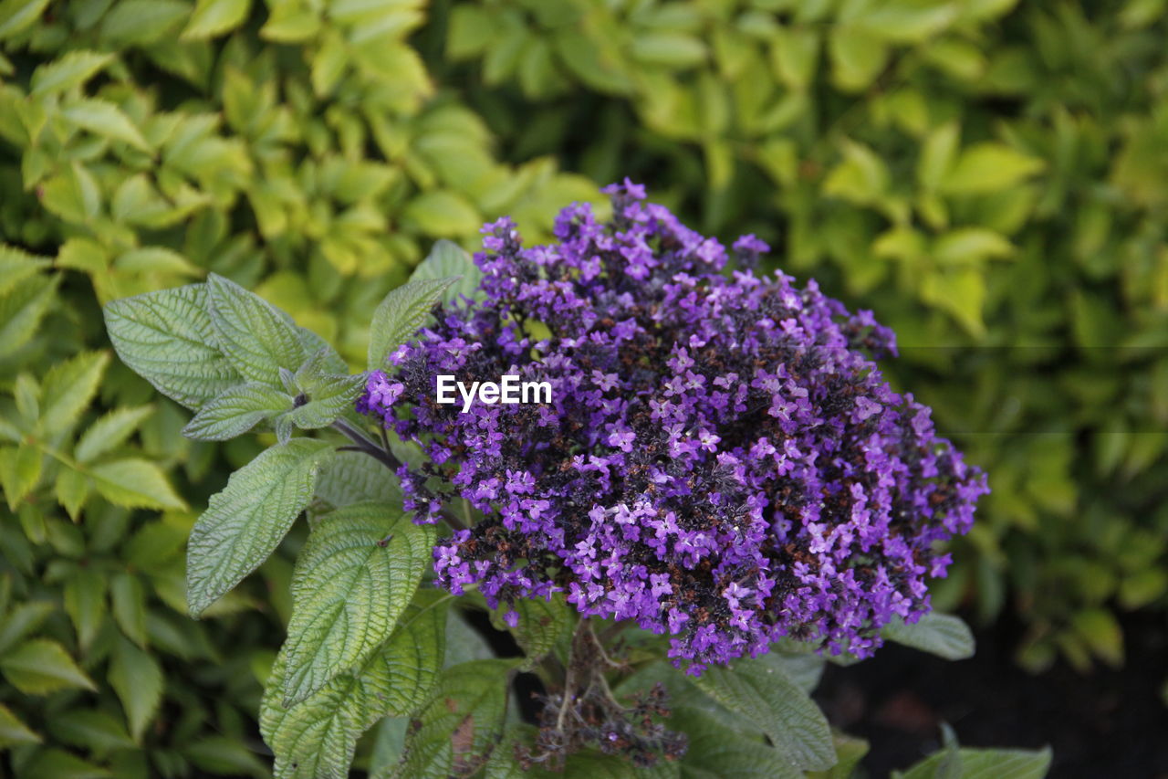 CLOSE-UP OF PURPLE FLOWER