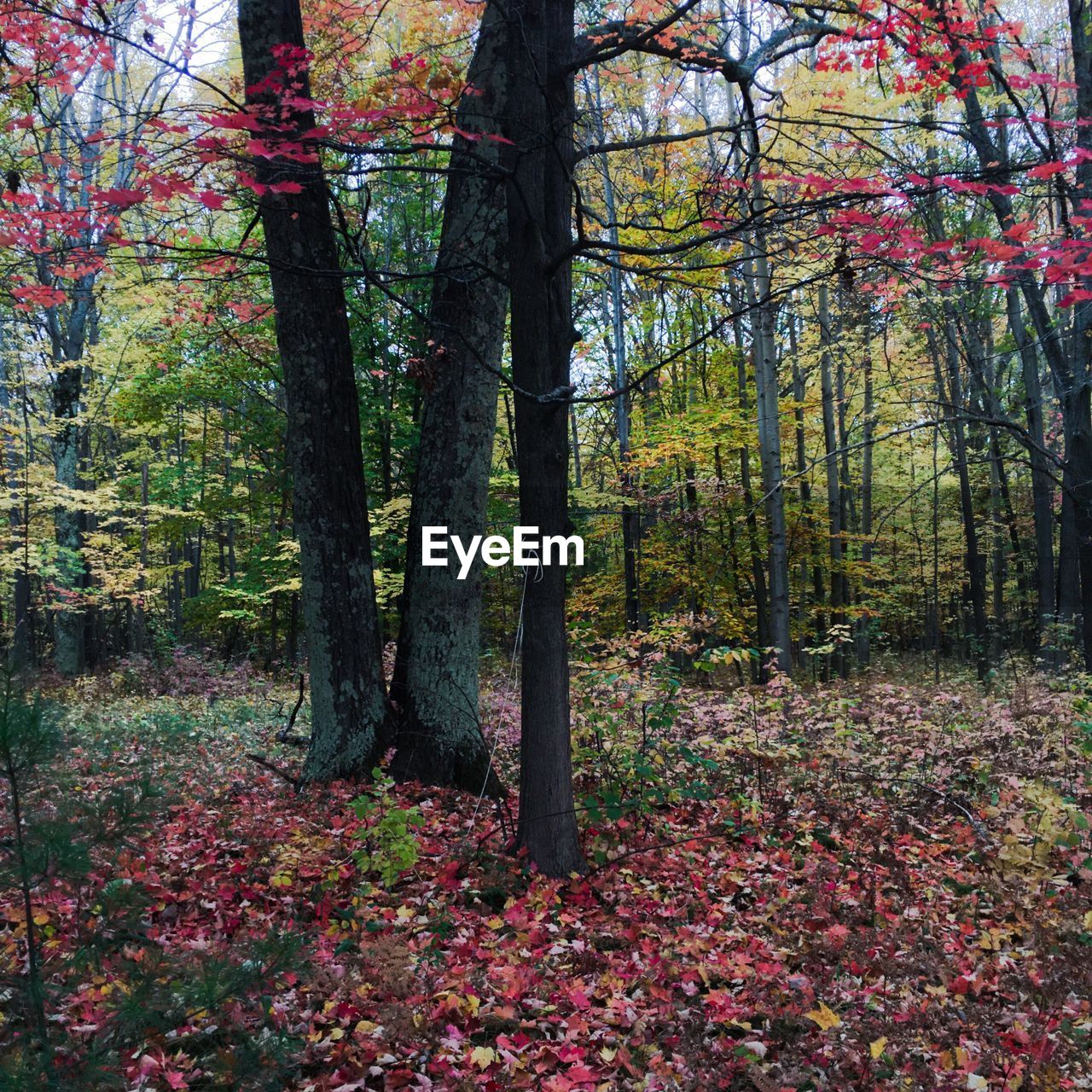 VIEW OF TREES AND PLANTS IN PARK