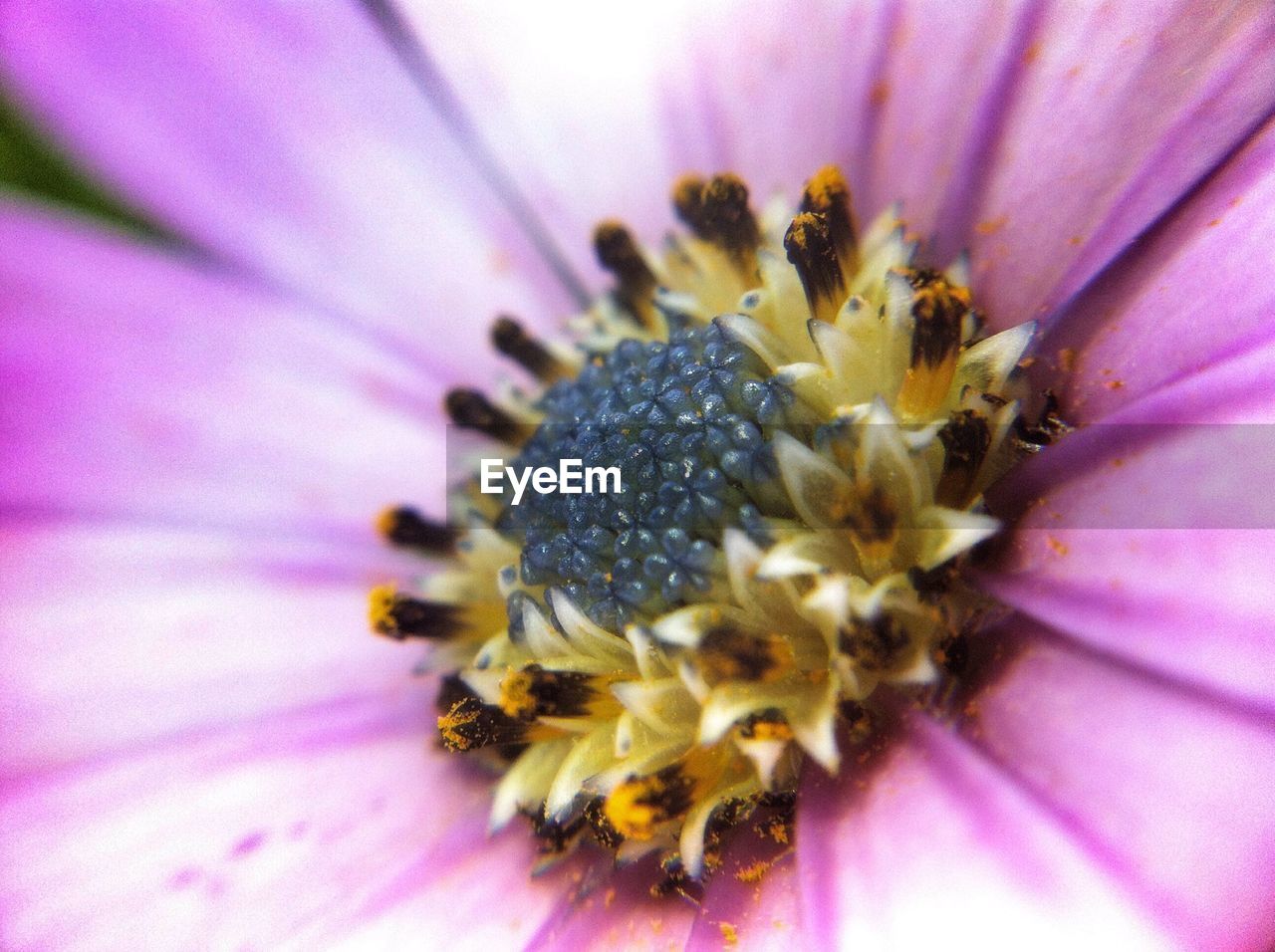 Close-up of pink flower