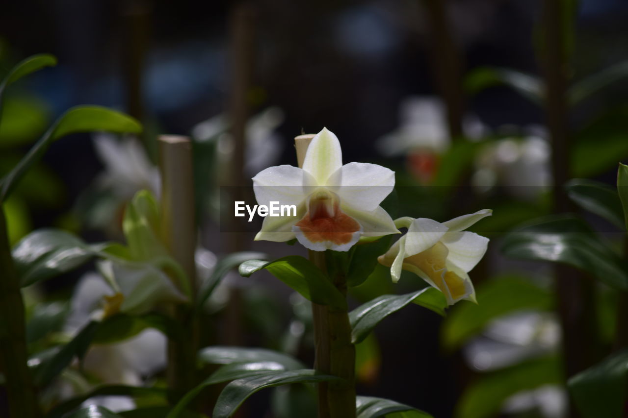 CLOSE-UP OF WHITE ROSE FLOWER