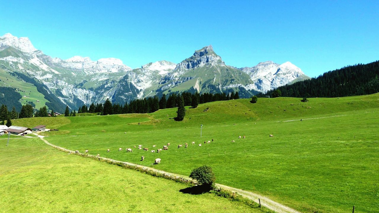 Flock of sheep grazing in pasture