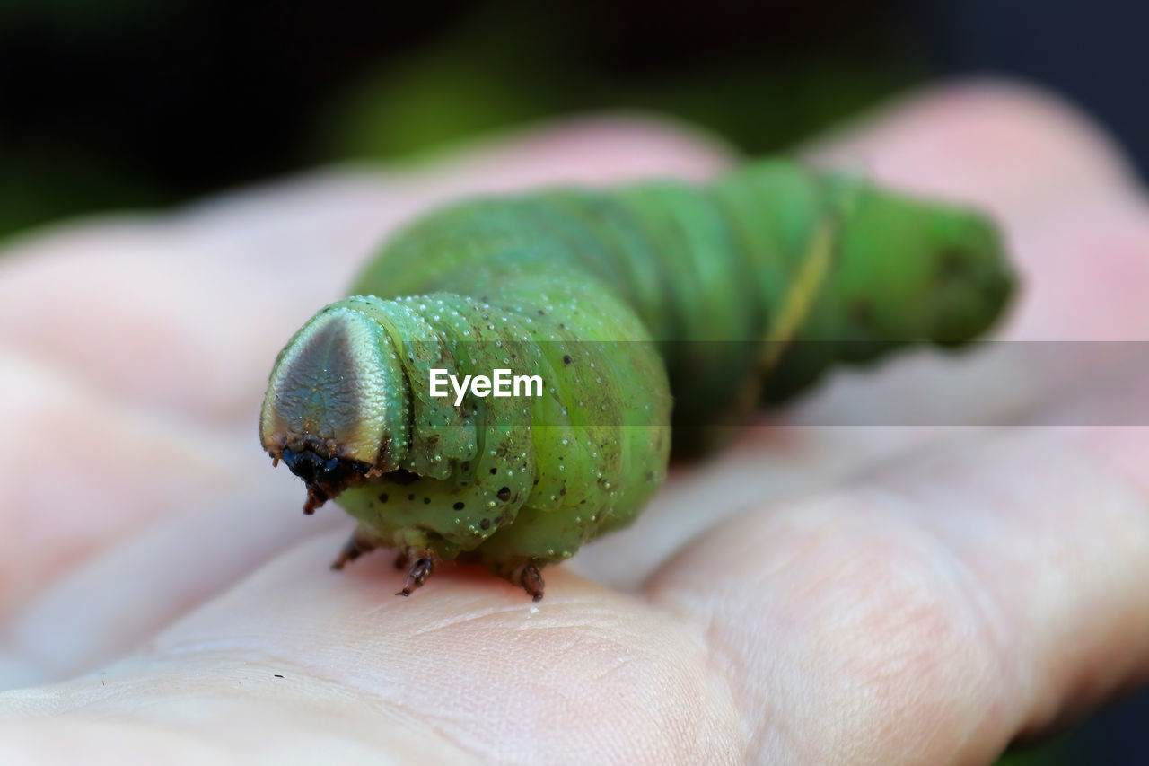 Macro of a poplar moth caterpillar being held in a hand.