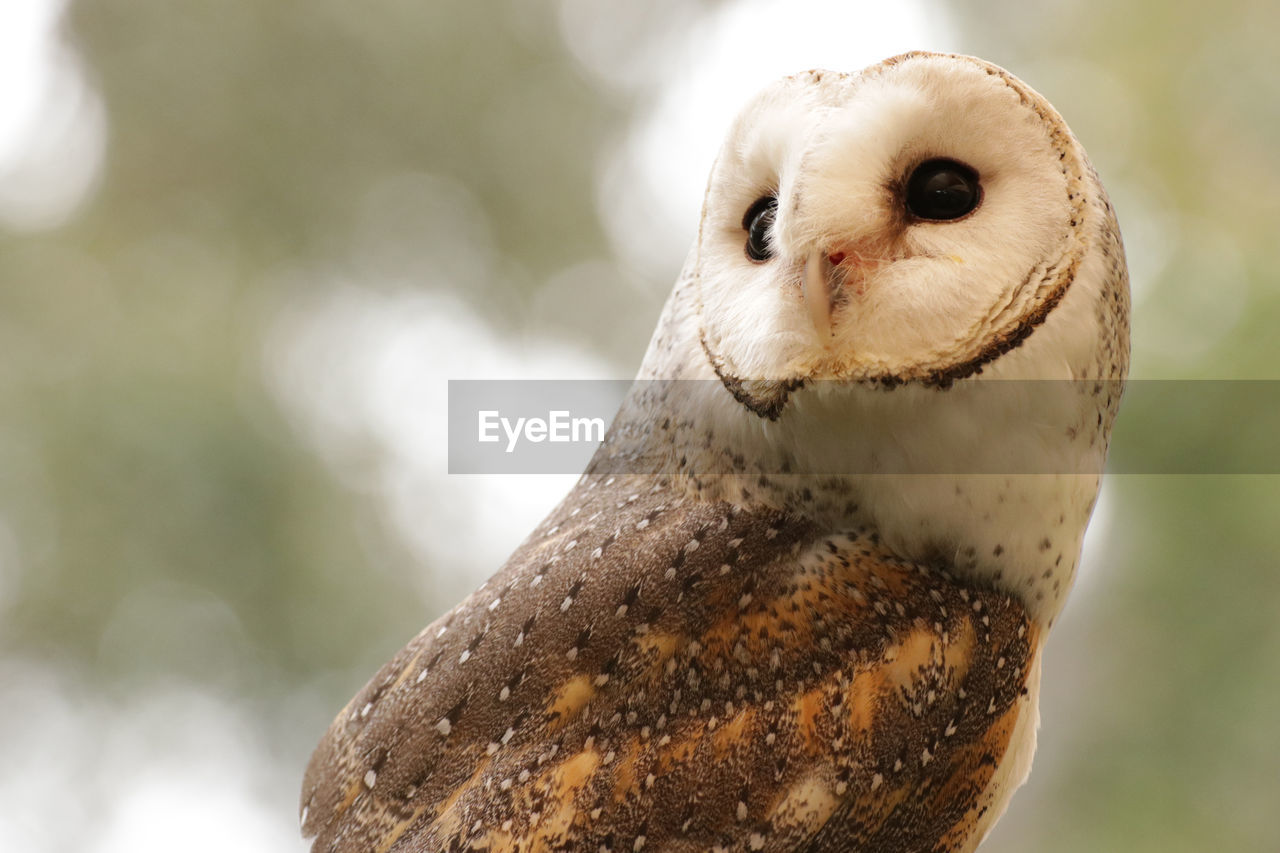 Close-up of barn owl perching