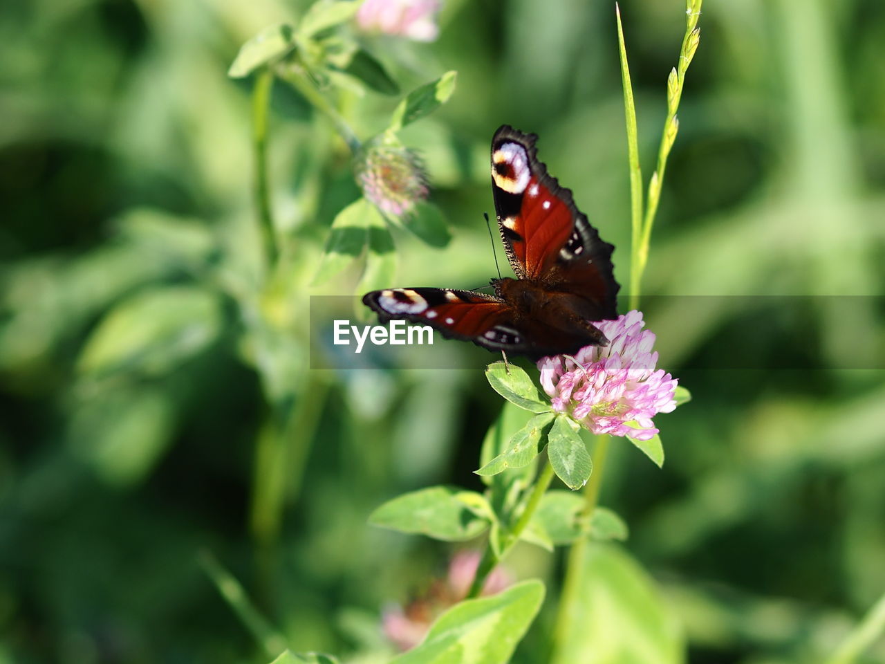 BUTTERFLY ON FLOWER