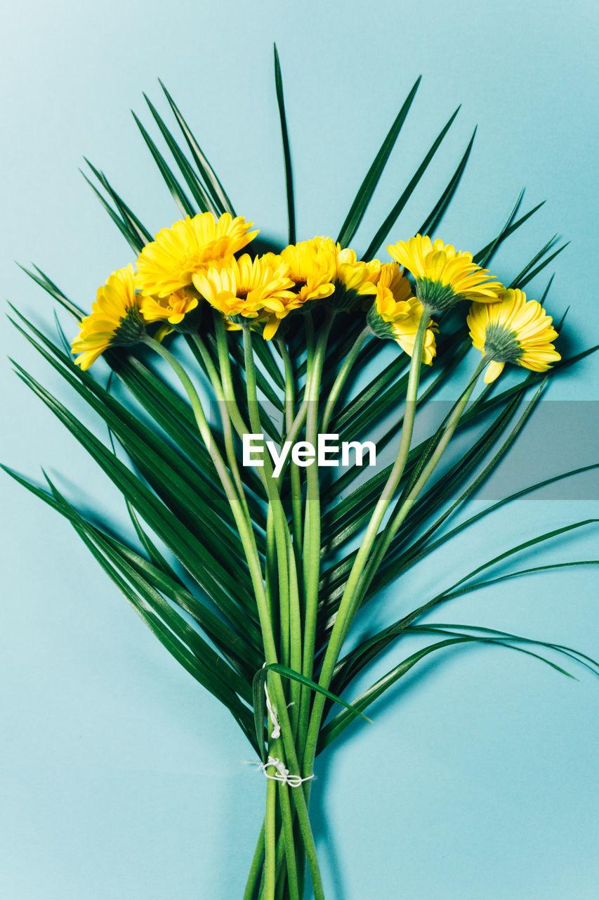 Close-up of yellow gerbera daisies over blue background