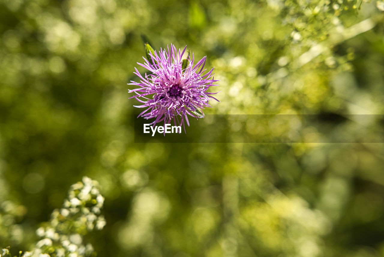 CLOSE-UP OF THISTLE FLOWER