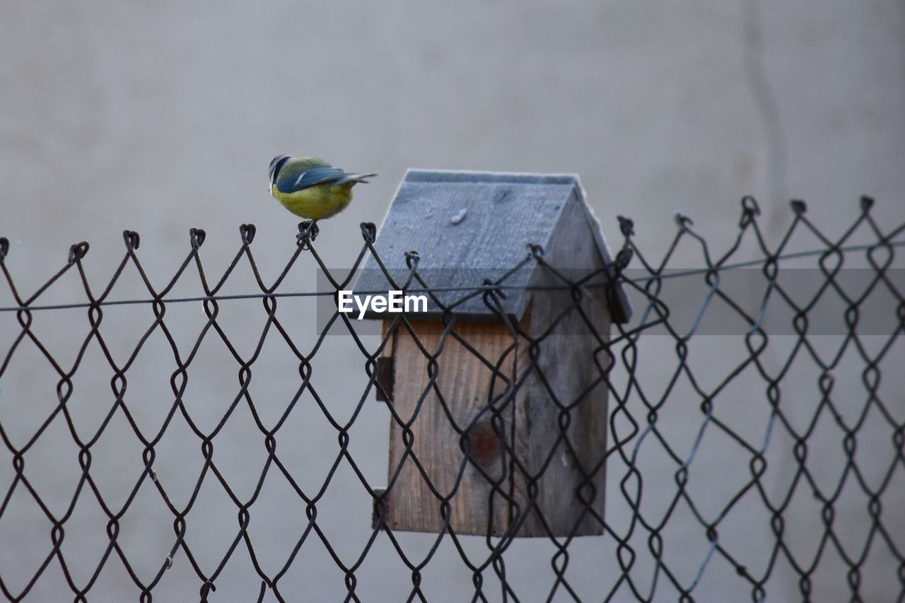 BIRD PERCHING ON FENCE