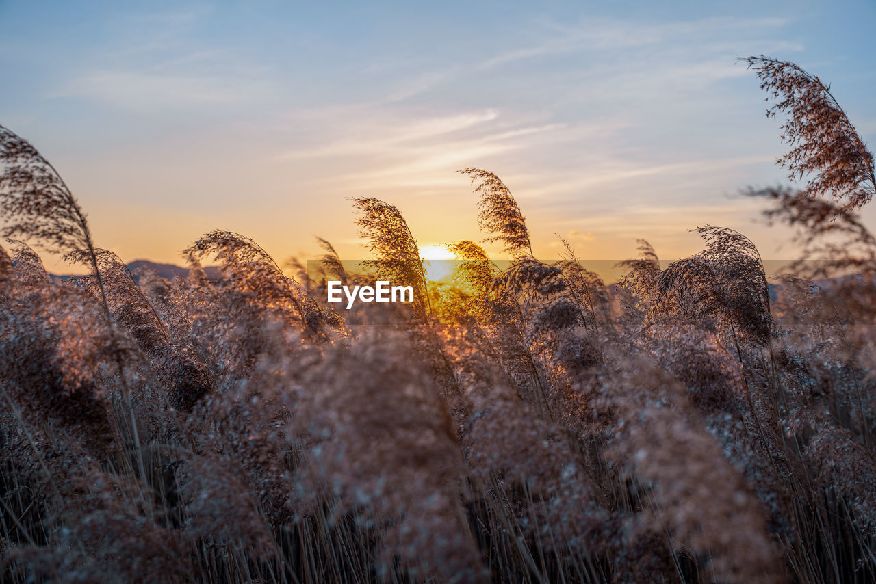 Close-up of stalks against sky during sunset