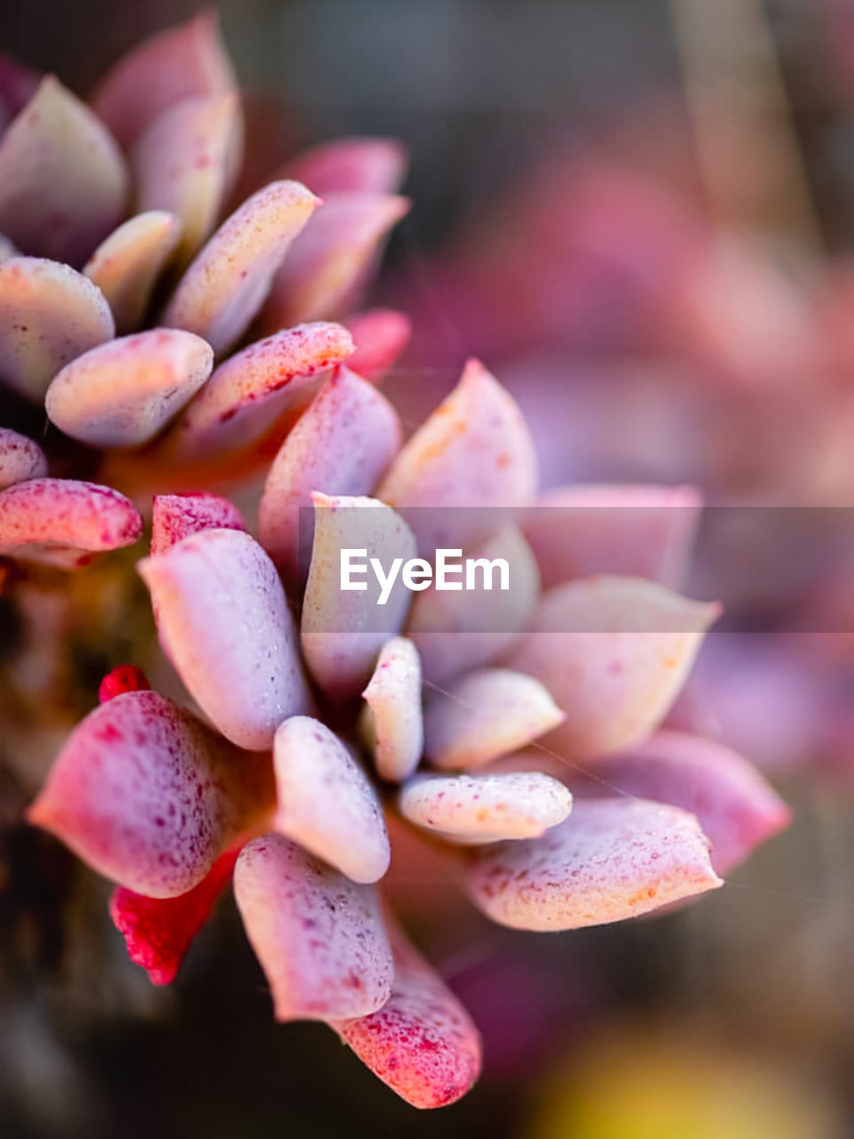 Close-up of succulent plant