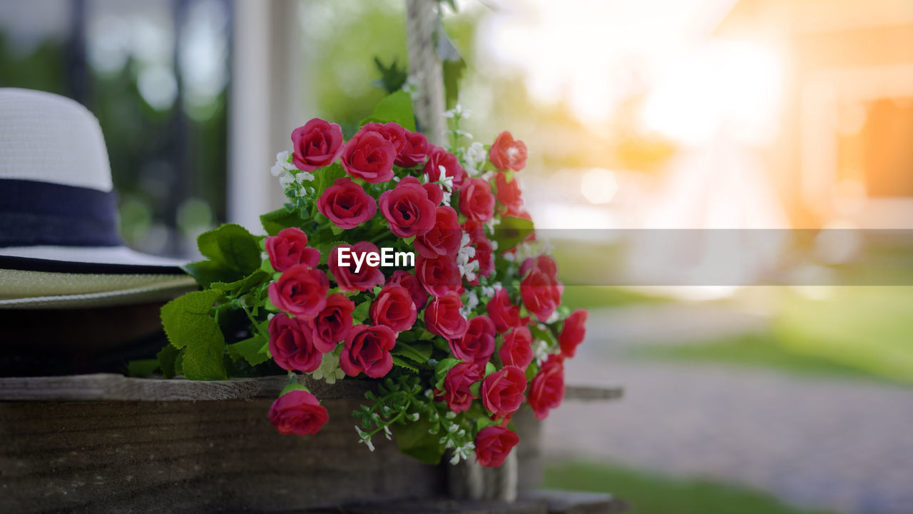 CLOSE-UP OF PINK ROSES ON PLANT