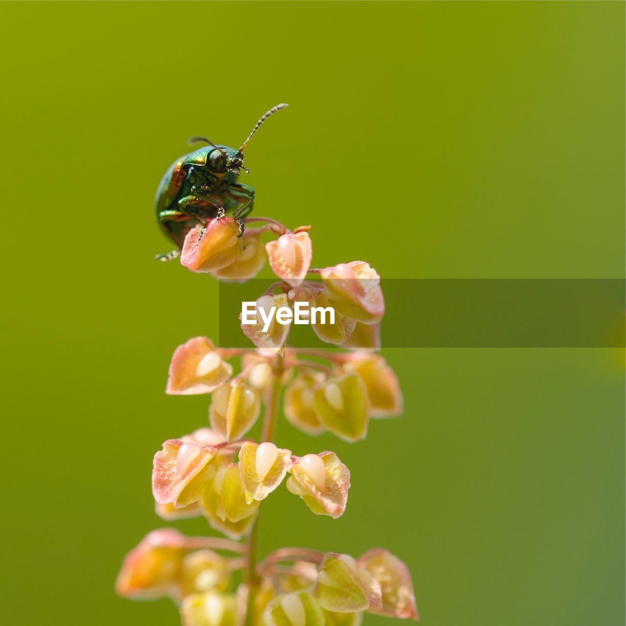 Close-up of bug on plant