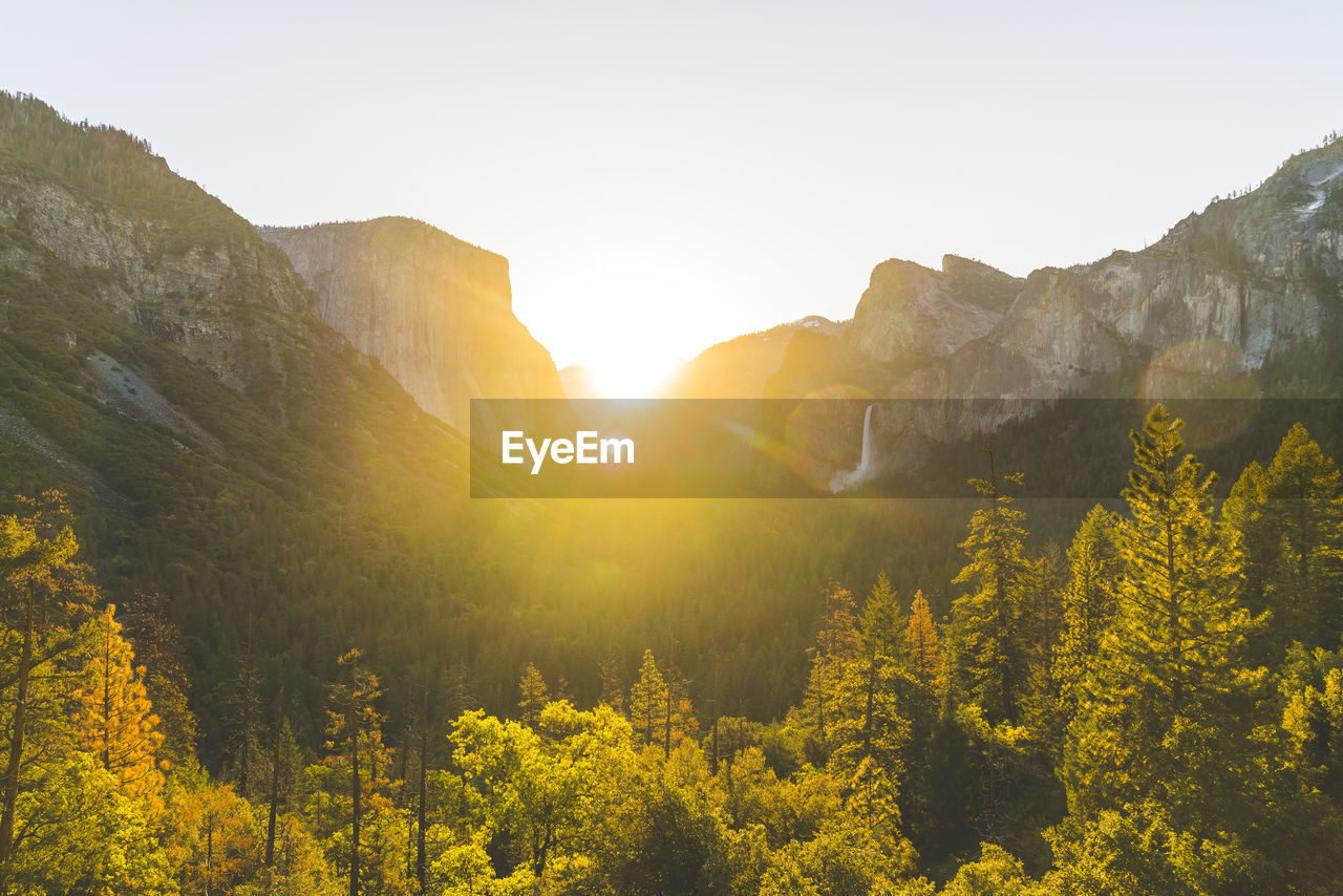 SCENIC VIEW OF PINE TREES AGAINST BRIGHT SUN