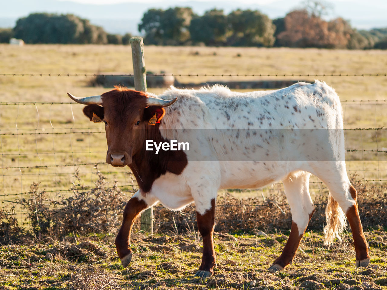 HORSE STANDING IN FIELD