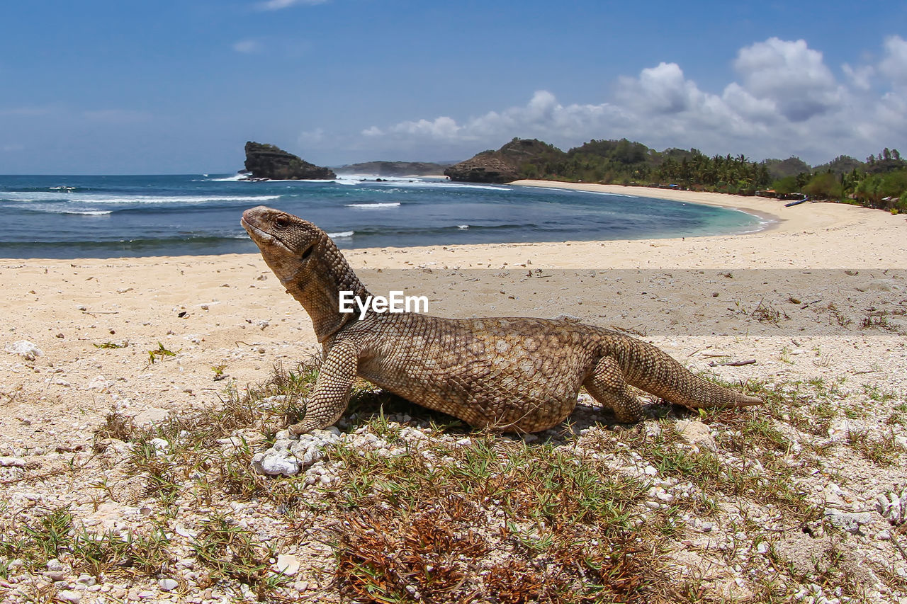 Savannah monitor lizard roam at the tropical beach