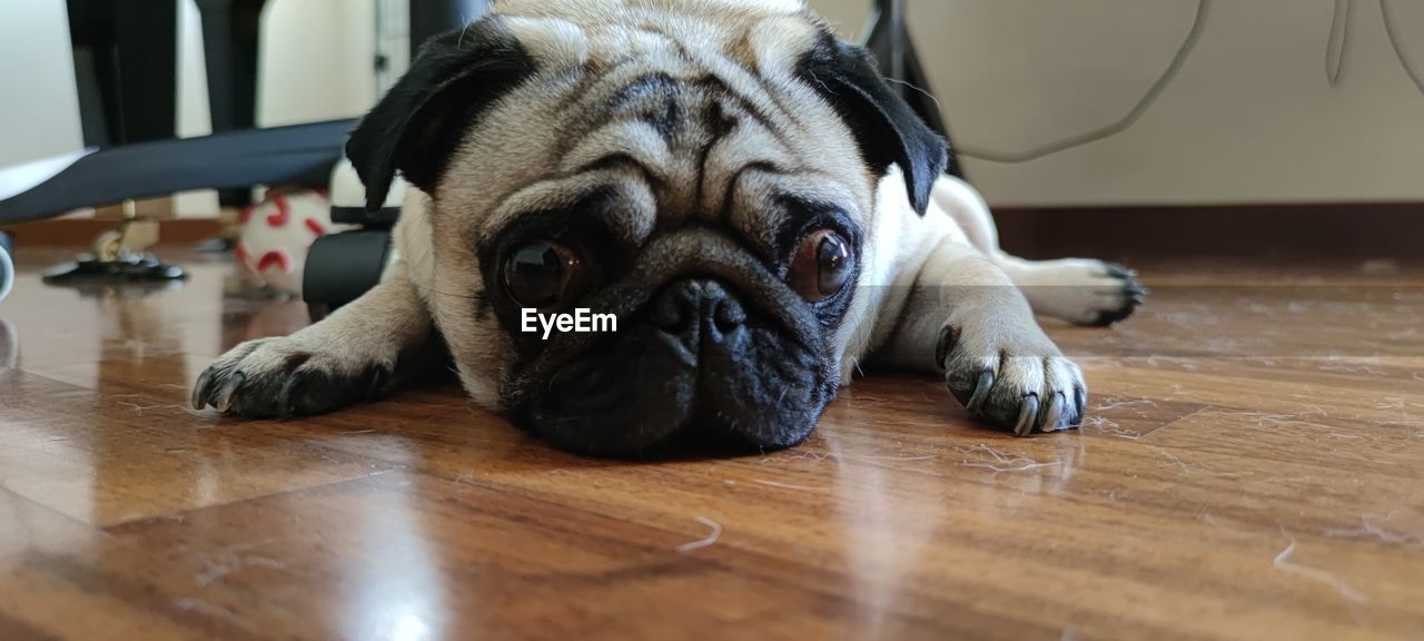 one animal, canine, dog, pet, animal themes, mammal, animal, domestic animals, pug, flooring, indoors, lap dog, hardwood floor, lying down, wood, portrait, bulldog, puppy, relaxation, home interior, no people, animal body part, young animal, purebred dog, cute, fun