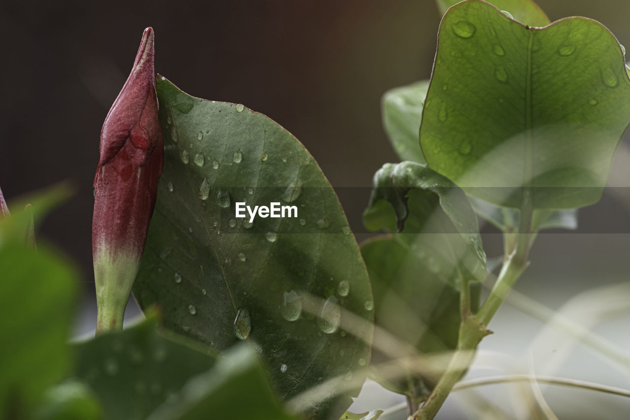 Close-up of wet plant during rainy season