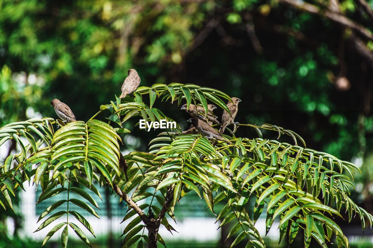 Close-up of birds perching on plant