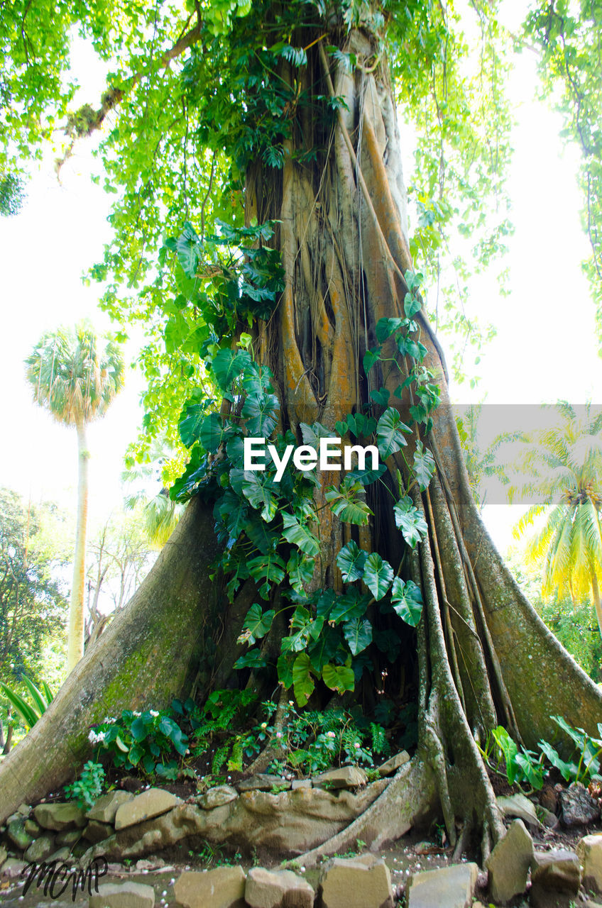 LOW ANGLE VIEW OF TREE IN FOREST