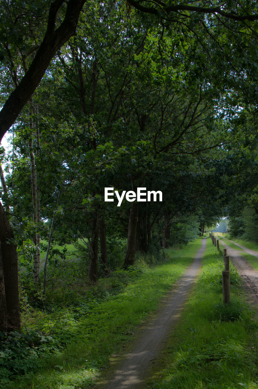 ROAD PASSING THROUGH FOREST