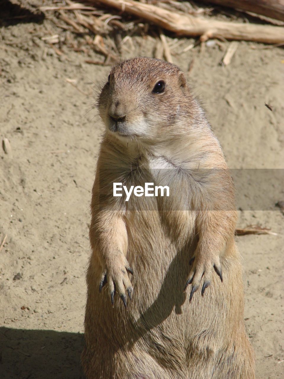 HIGH ANGLE VIEW OF SQUIRREL ON LAND