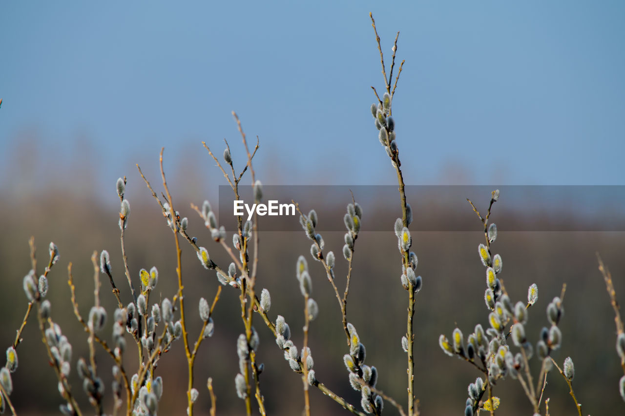 Close-up of willow twigs