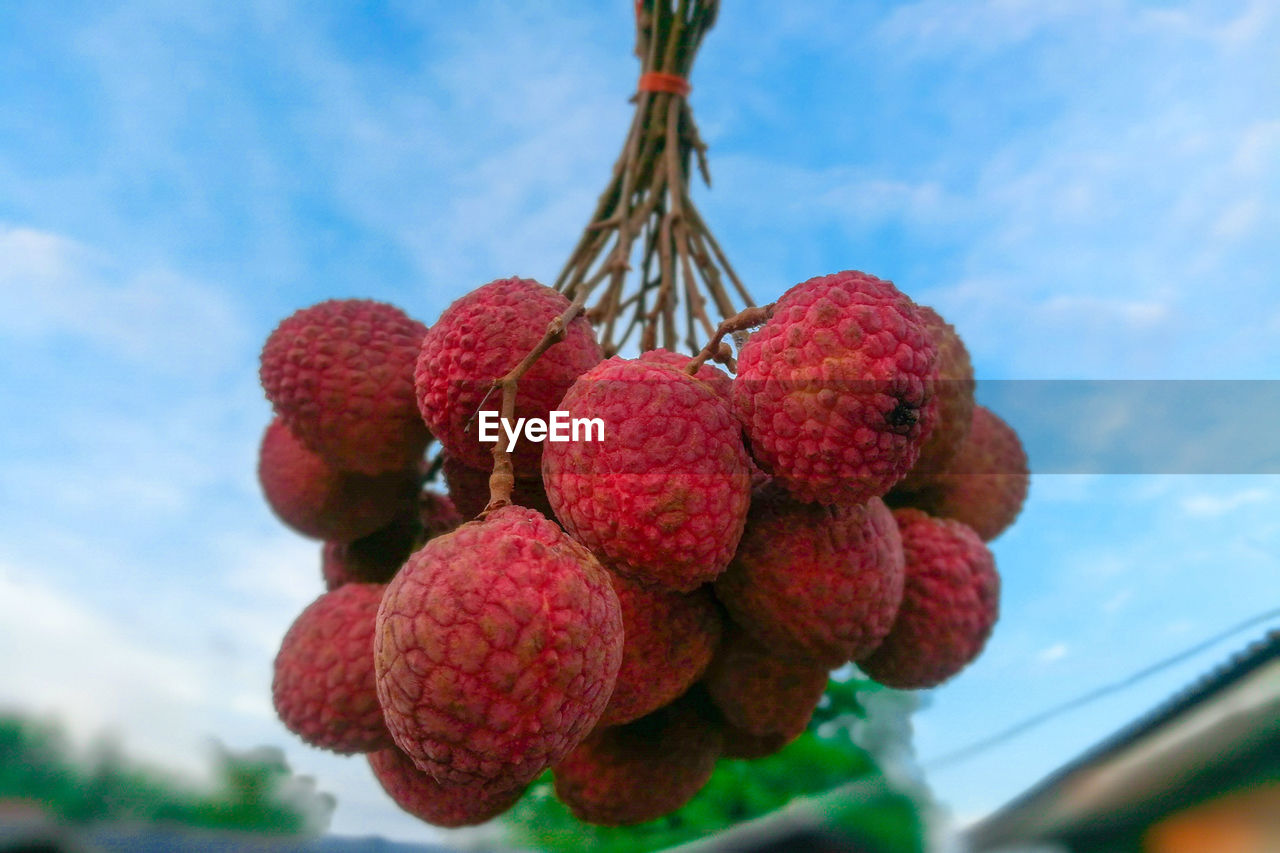 LOW ANGLE VIEW OF FRUITS HANGING AGAINST SKY