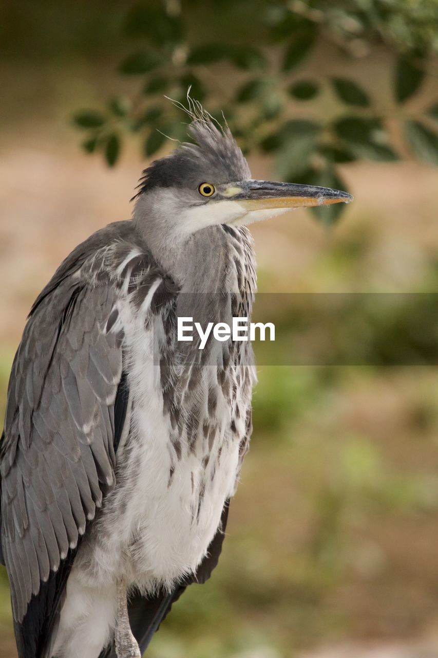 CLOSE-UP OF BIRD