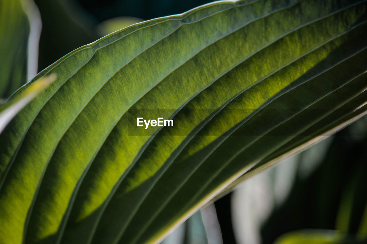 CLOSE-UP OF FRESH GREEN LEAVES