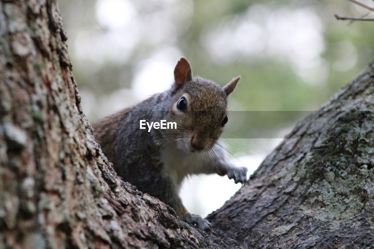 CLOSE-UP OF SQUIRREL