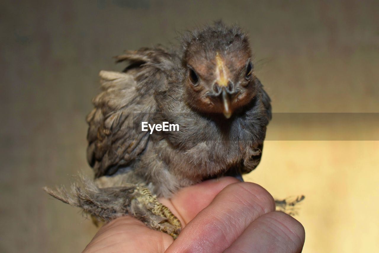 hand, bird, animal themes, animal, beak, holding, one animal, one person, animal wildlife, finger, wildlife, young animal, focus on foreground, close-up, personal perspective, young bird, day, sparrow, outdoors