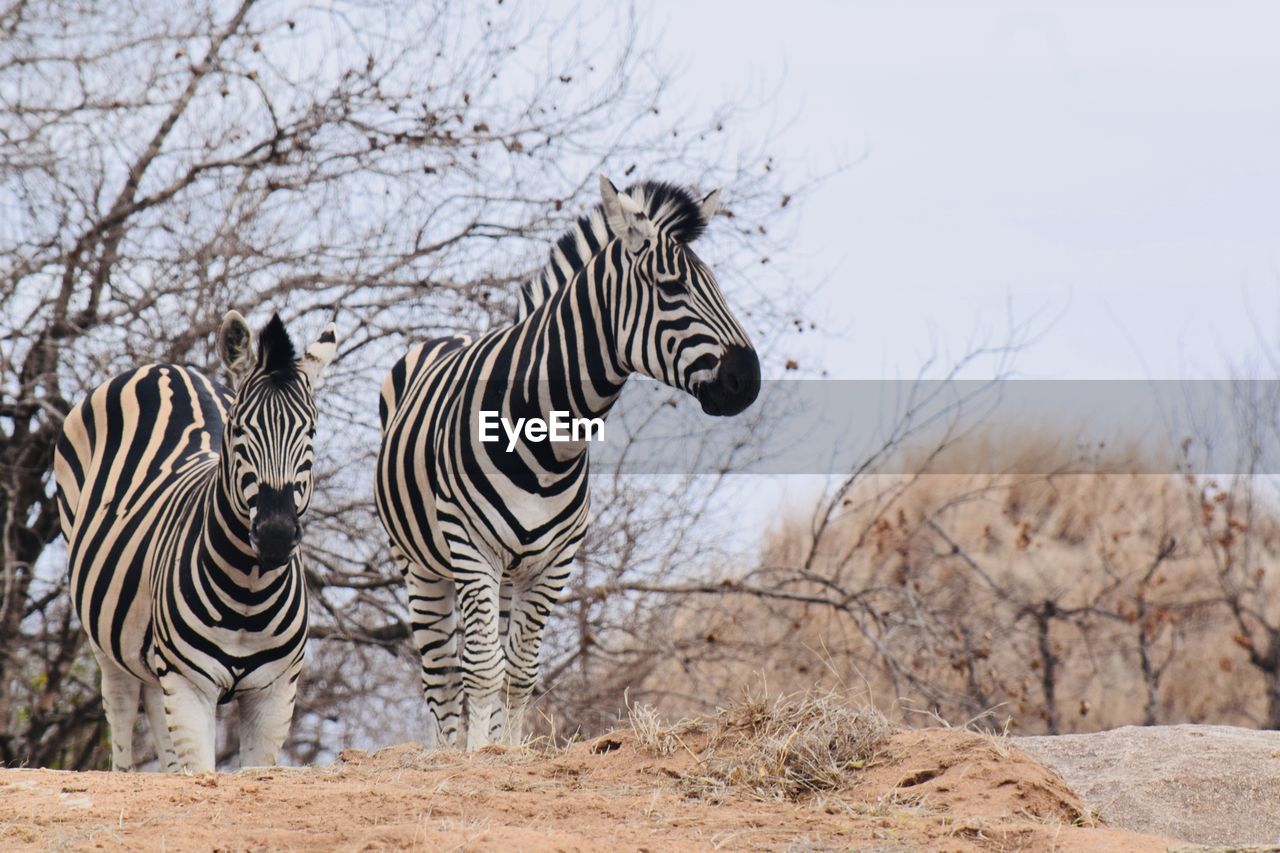 Zebras in a field