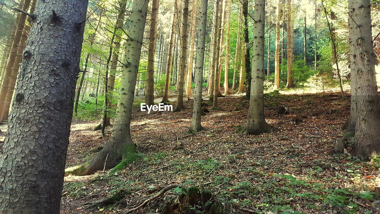 TREES ON LANDSCAPE