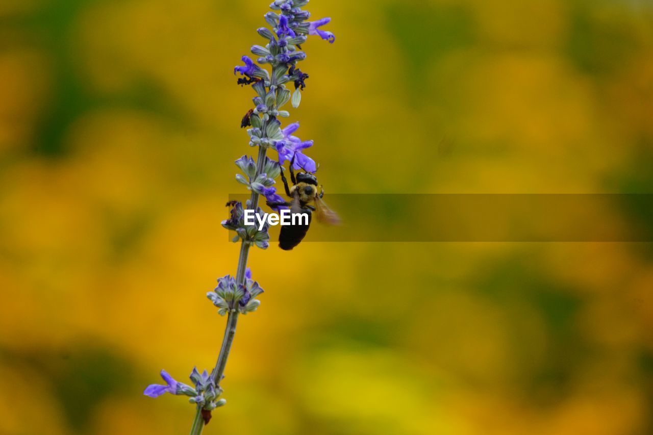 CLOSE-UP OF INSECT ON LAVENDER