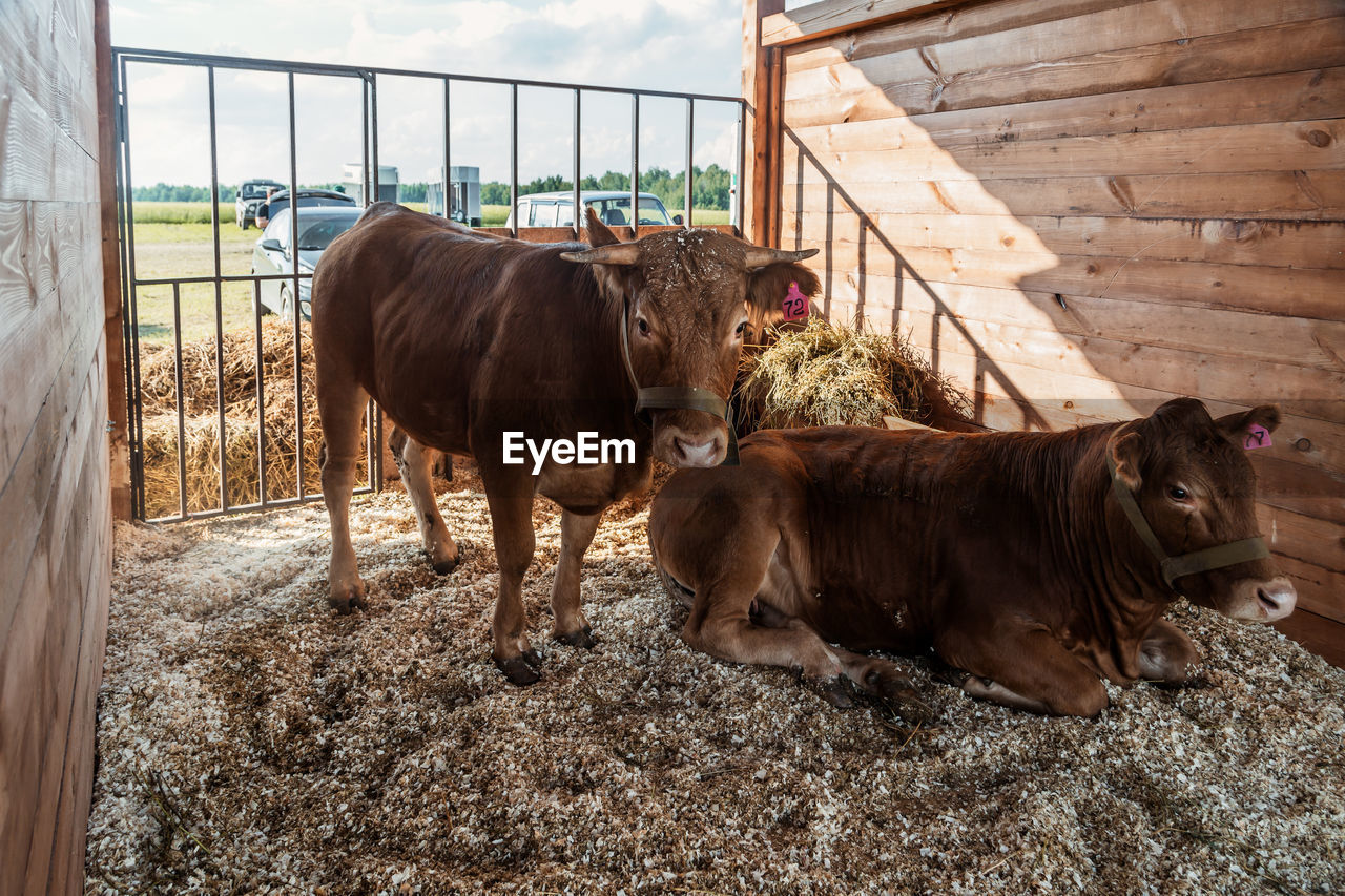 mammal, animal themes, animal, domestic animals, livestock, pet, group of animals, cattle, farm, nature, agriculture, domestic cattle, cow, day, brown, no people, fence, outdoors, animal wildlife, two animals, shed, standing, barn, sky, agricultural building, ranch, sunlight, landscape, herbivorous, rural scene, calf