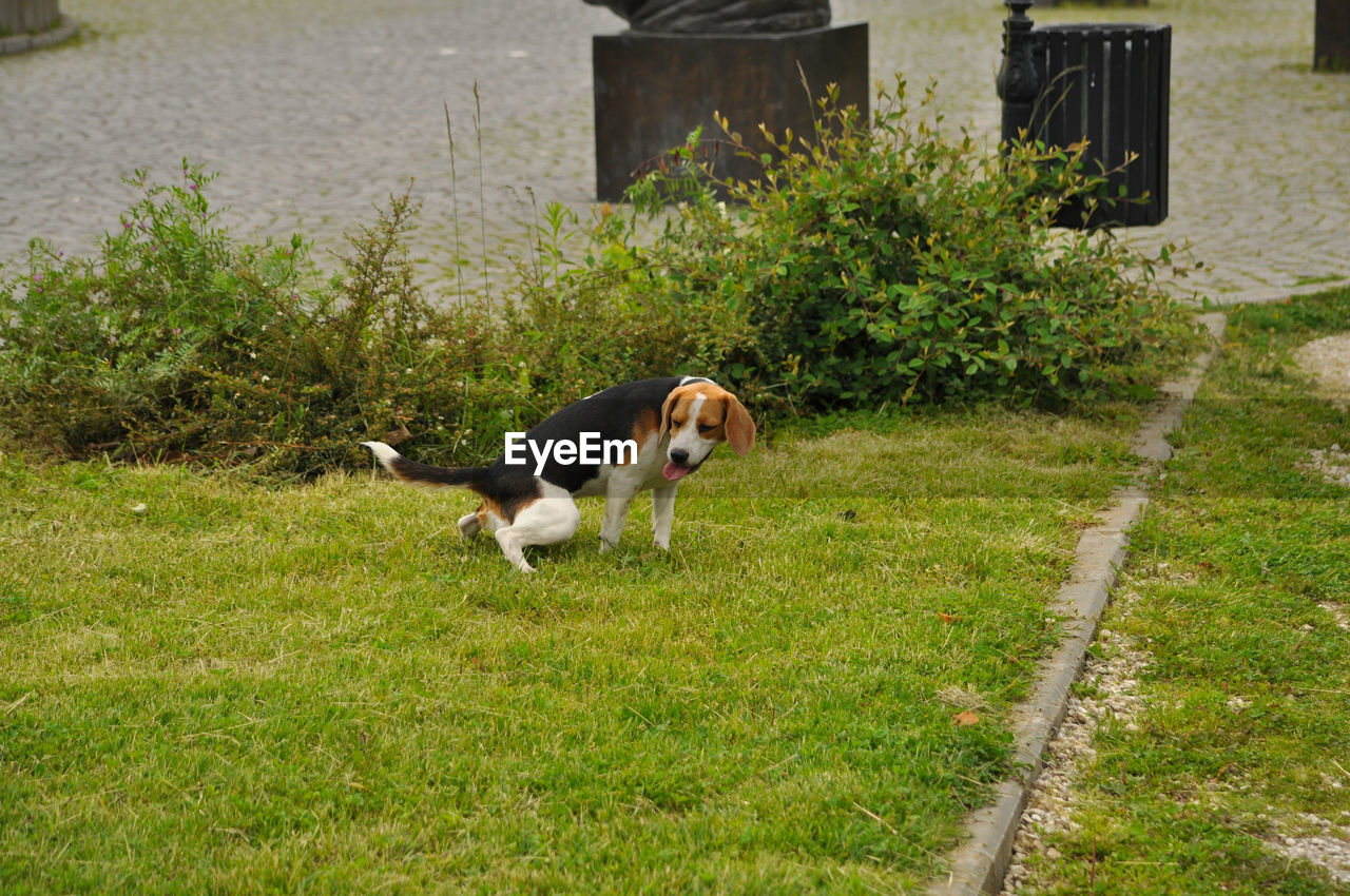 Dog pooping on grass