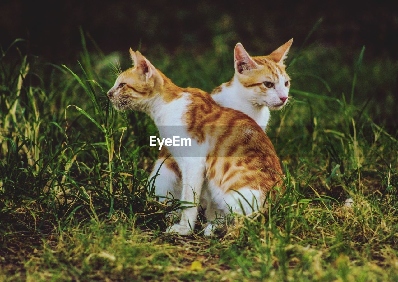 Kittens on grassy field