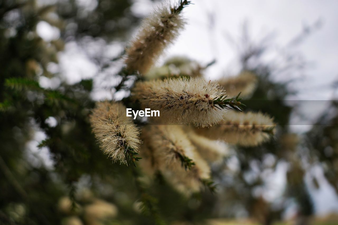 Close-up of snow on plant against sky