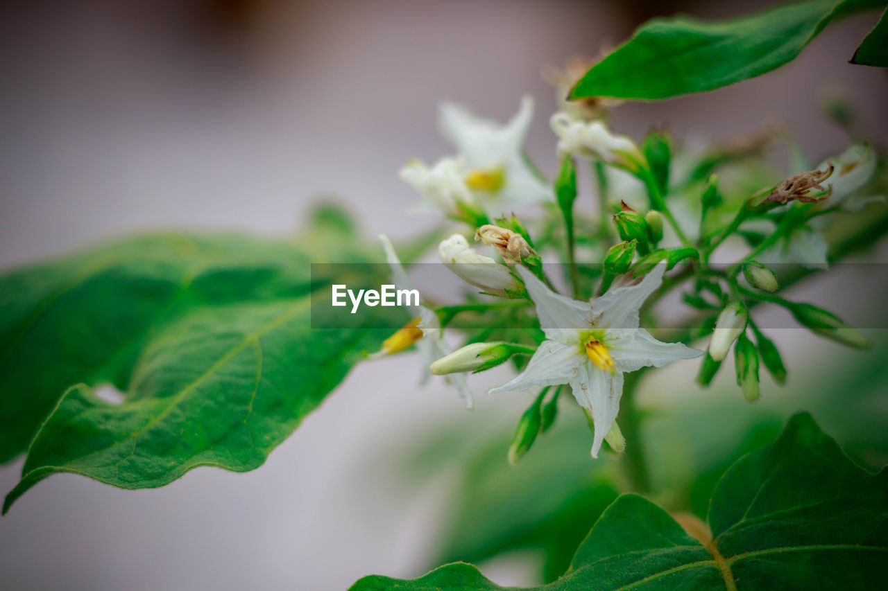 CLOSE-UP OF WHITE FLOWERING PLANT ON GREEN LEAF