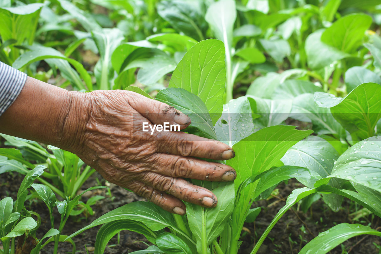 Close-up of man hand holding leaf