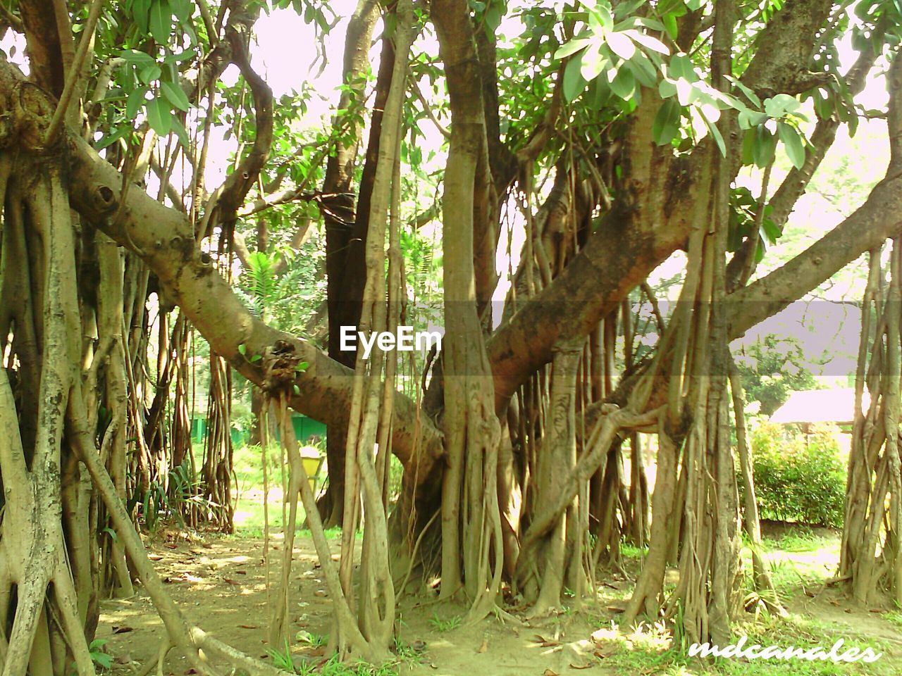 TREES IN SUNLIGHT